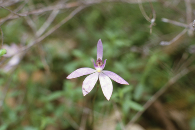 APII jpeg image of Caladenia caerula  © contact APII