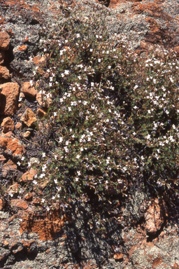 APII jpeg image of Stylidium induratum  © contact APII