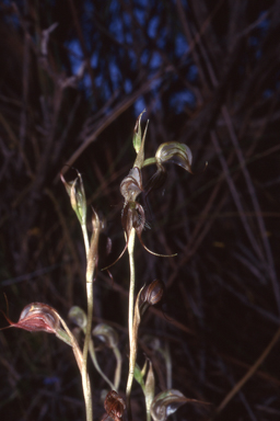 APII jpeg image of Pterostylis ciliata  © contact APII