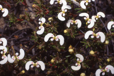 APII jpeg image of Stylidium involucratum  © contact APII