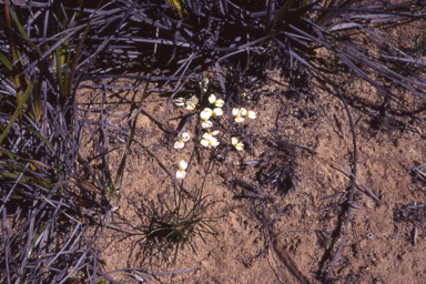 APII jpeg image of Stylidium zeicolor  © contact APII