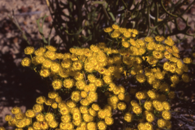 APII jpeg image of Verticordia chrysantha  © contact APII