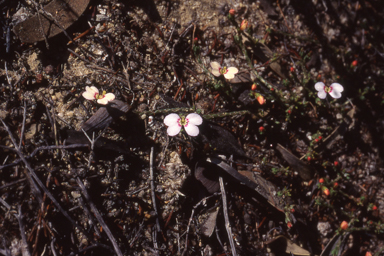 APII jpeg image of Stylidium perula  © contact APII