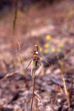 APII jpeg image of Caladenia mesocera  © contact APII