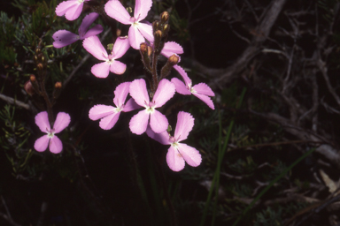 APII jpeg image of Stylidium albomontis  © contact APII