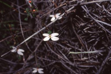 APII jpeg image of Stylidium adpressum  © contact APII