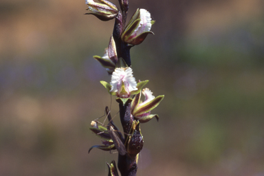 APII jpeg image of Prasophyllum fimbria  © contact APII