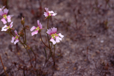 APII jpeg image of Stylidium calcaratum  © contact APII