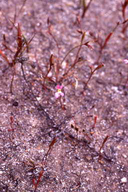 APII jpeg image of Stylidium roseonanum  © contact APII