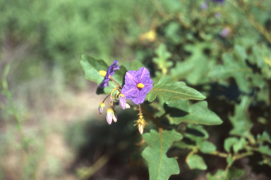 APII jpeg image of Solanum melanospermum  © contact APII