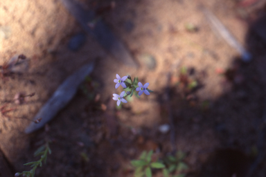 APII jpeg image of Lobelia dioica  © contact APII