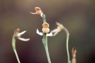 APII jpeg image of Eriochilus dilatatus subsp. undulatus  © contact APII