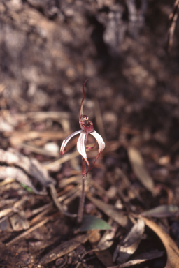 APII jpeg image of Caladenia drummondii  © contact APII