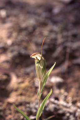 APII jpeg image of Pterostylis scabra  © contact APII