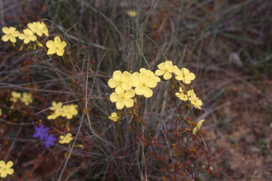 APII jpeg image of Drosera subhirtella  © contact APII