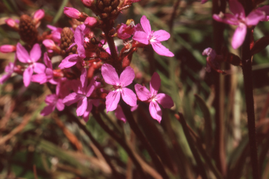 APII jpeg image of Stylidium armeria  © contact APII