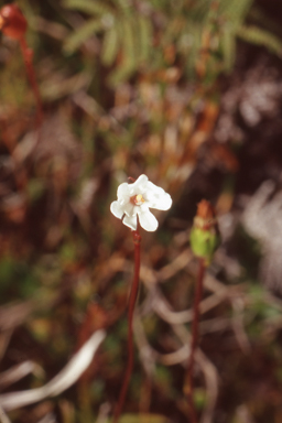 APII jpeg image of Forstera bellidifolia  © contact APII