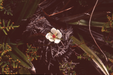 APII jpeg image of Drosera murfetii  © contact APII