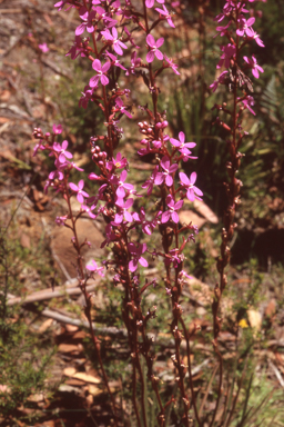 APII jpeg image of Stylidium armeria  © contact APII