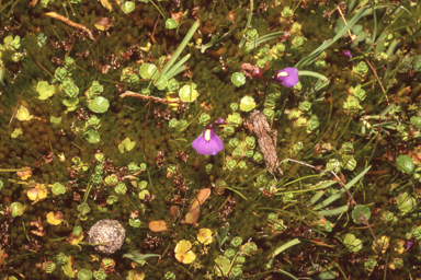 APII jpeg image of Utricularia dichotoma subsp. monanthos  © contact APII