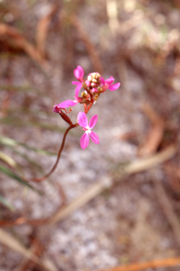 APII jpeg image of Stylidium graminifolium  © contact APII