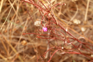 APII jpeg image of Stylidium schizanthum  © contact APII