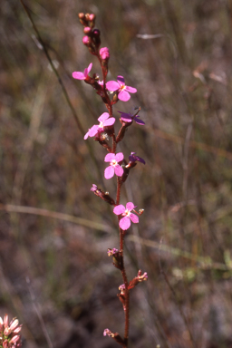 APII jpeg image of Stylidium graminifolium  © contact APII