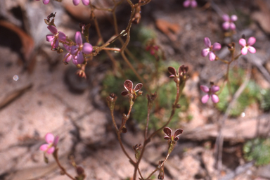 APII jpeg image of Stylidium soboliferum  © contact APII