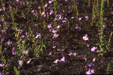 APII jpeg image of Utricularia simplex  © contact APII