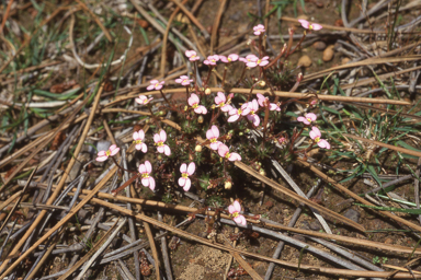 APII jpeg image of Stylidium bulbiferum  © contact APII