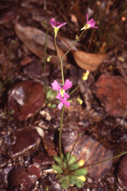 APII jpeg image of Stylidium weeliwolli  © contact APII