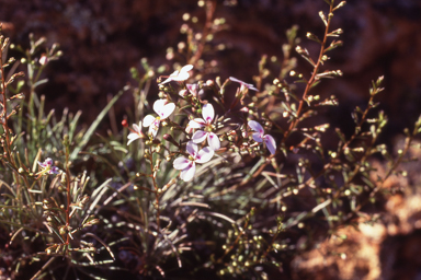 APII jpeg image of Stylidium longibracteatum  © contact APII