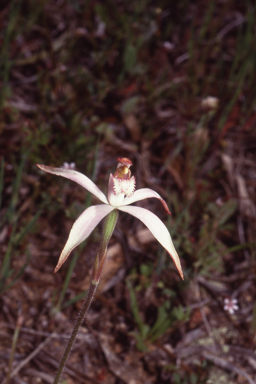 APII jpeg image of Caladenia hirta  © contact APII