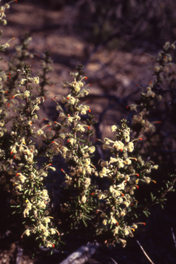 APII jpeg image of Grevillea uncinulata  © contact APII