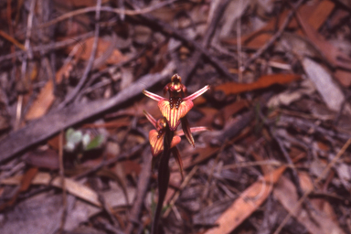 APII jpeg image of Caladenia cairnsiana  © contact APII