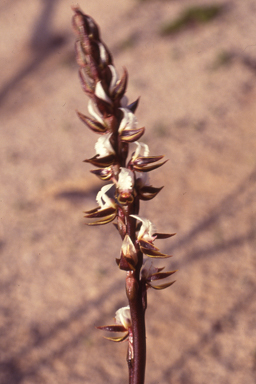 APII jpeg image of Prasophyllum sargentii  © contact APII