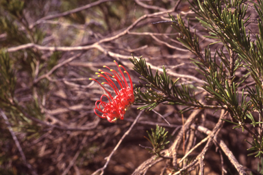 APII jpeg image of Grevillea concinna  © contact APII