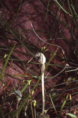 APII jpeg image of Pterostylis allantoidea  © contact APII