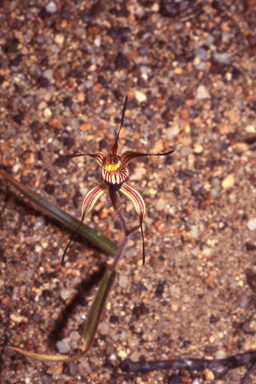 APII jpeg image of Caladenia sigmoidea  © contact APII