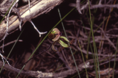 APII jpeg image of Caladenia brevisura  © contact APII