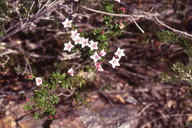 APII jpeg image of Boronia spathulata  © contact APII