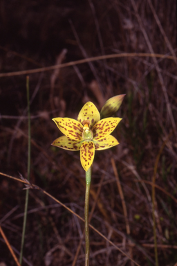 APII jpeg image of Thelymitra villosa  © contact APII