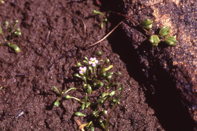 APII jpeg image of Glossostigma drummondii  © contact APII