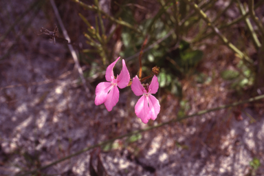 APII jpeg image of Stylidium macranthum  © contact APII