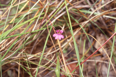 APII jpeg image of Stylidium lobuliflorum  © contact APII