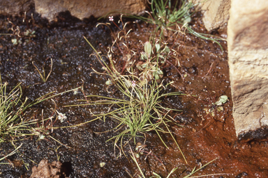 APII jpeg image of Stylidium osculum  © contact APII