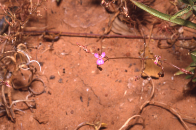 APII jpeg image of Stylidium adenophorum  © contact APII