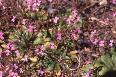 APII jpeg image of Stylidium multiscapum  © contact APII