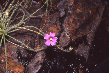 APII jpeg image of Byblis liniflora  © contact APII