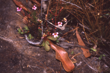 APII jpeg image of Stylidium dunlopianum  © contact APII